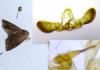 Cydia splendana